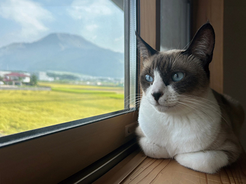 猫が家族になった、12年目の木の家の暮らし｜H様暮らしのインタビュー