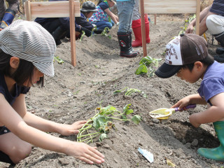 さつまいもの苗植え