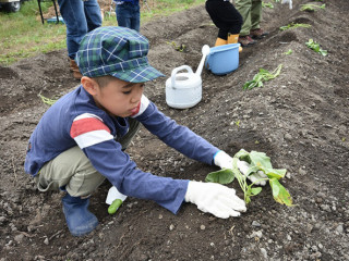 さつまいもの苗植え