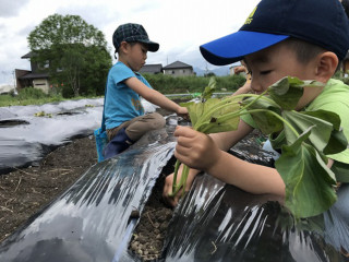 さつまいもの苗植え